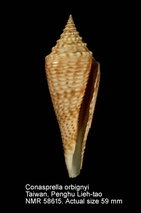 Conasprella dorbignyi (4).jpg - Conasprella orbignyi (Audouin,1831)